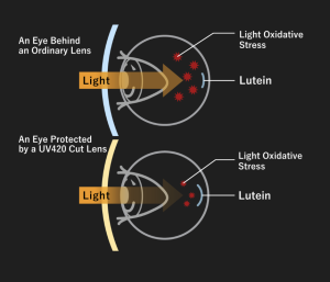 UV420CUT Lens Function