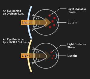 UV420CUT Lens Function